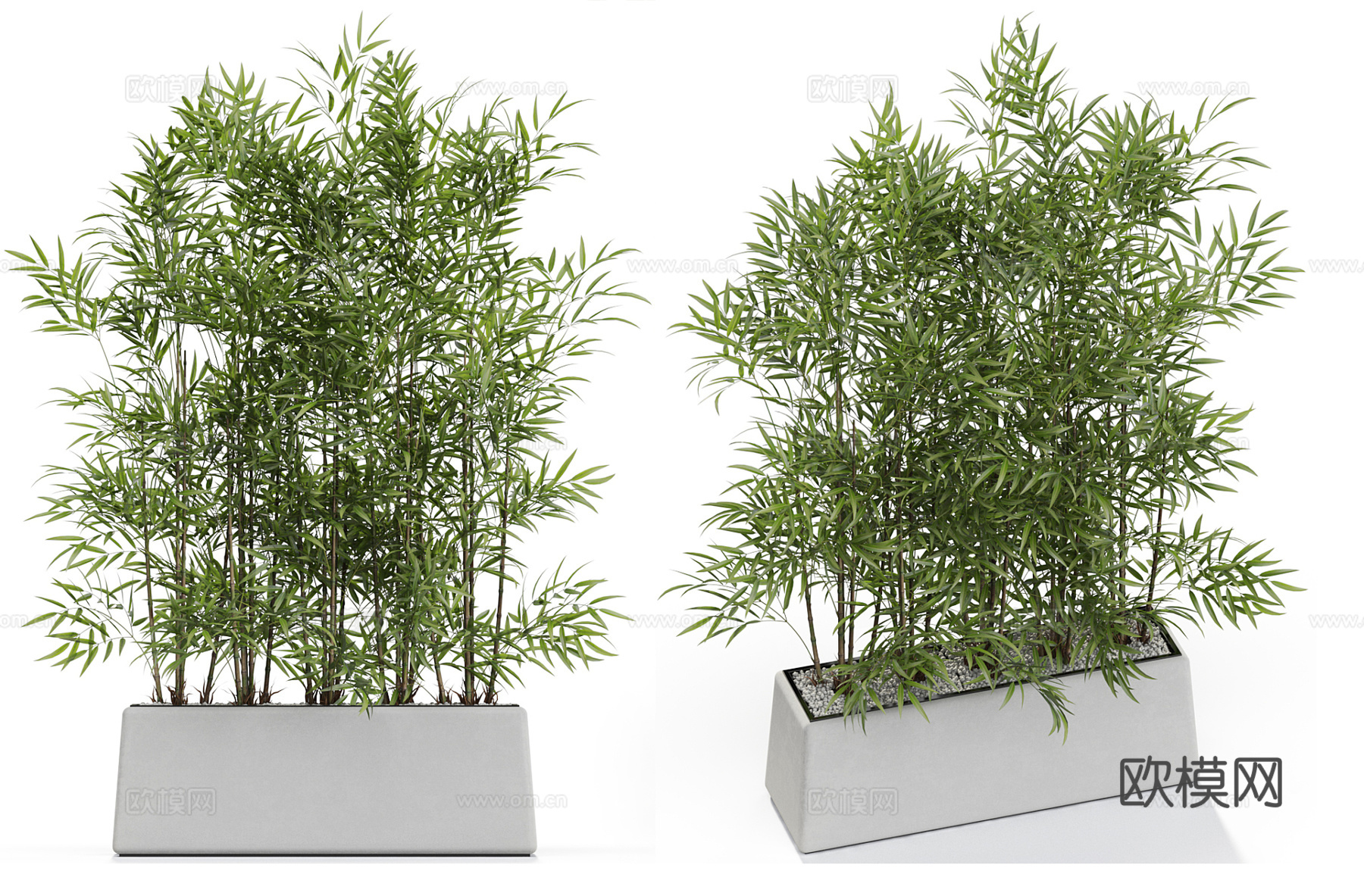 竹子 盆栽 花坛绿植3d模型下载