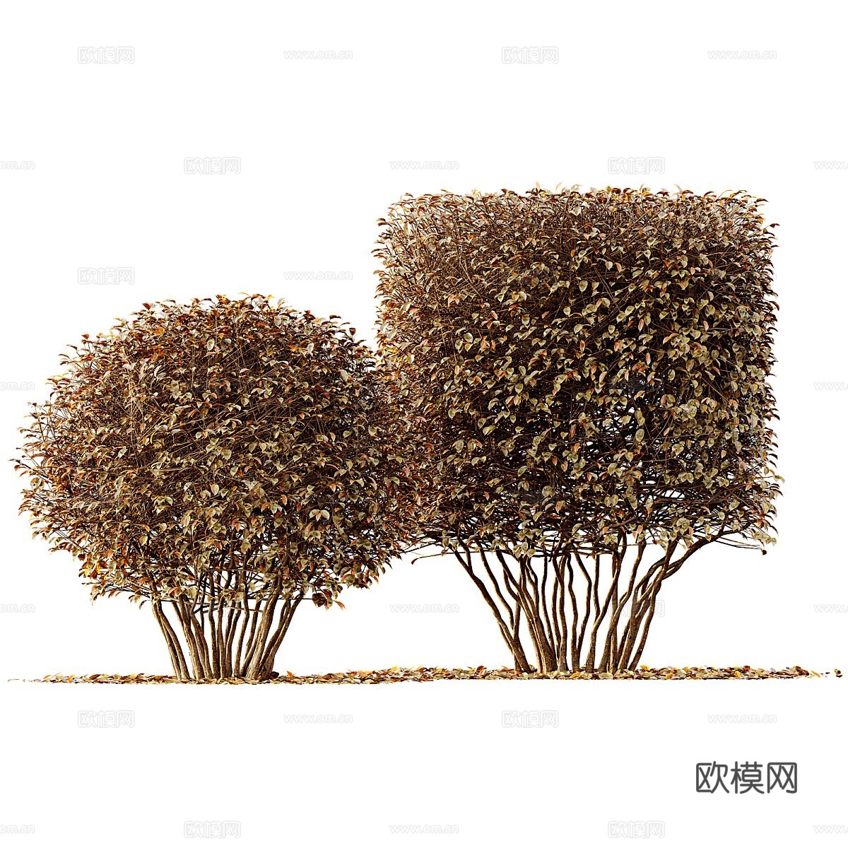 现代灌木 灌木丛3d模型下载（渲染图5）