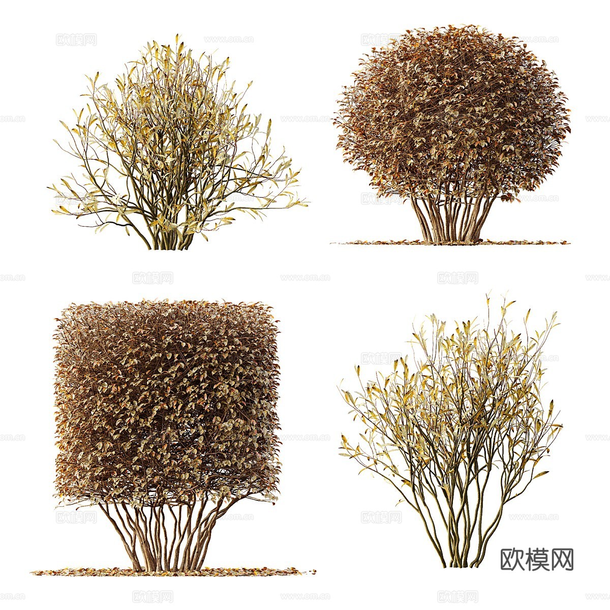 现代灌木 灌木丛3d模型下载（渲染图2）