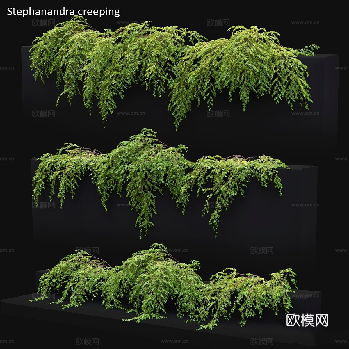 蕨蕨草 # 23d模型下载