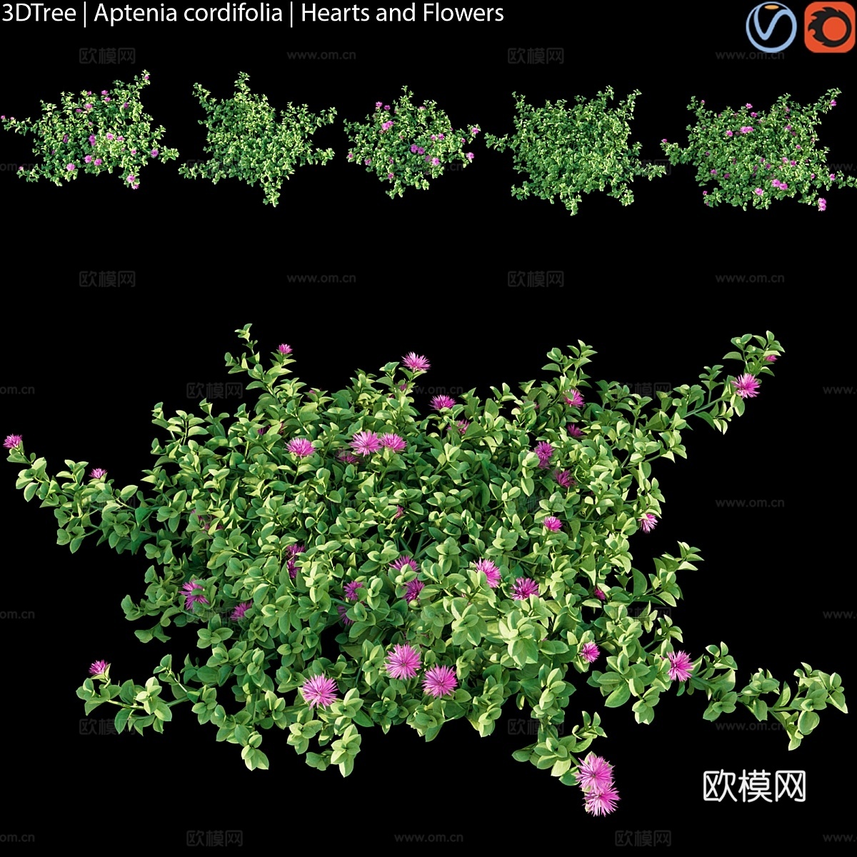 心叶景天 心形花朵3d模型下载