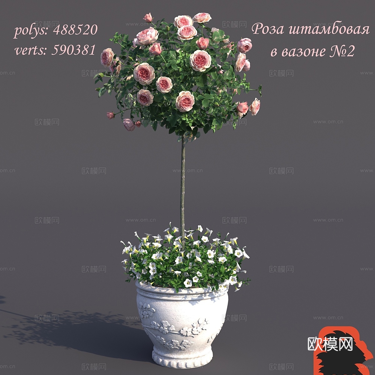 盆栽罗莎·什坦博瓦亚2号3d模型下载