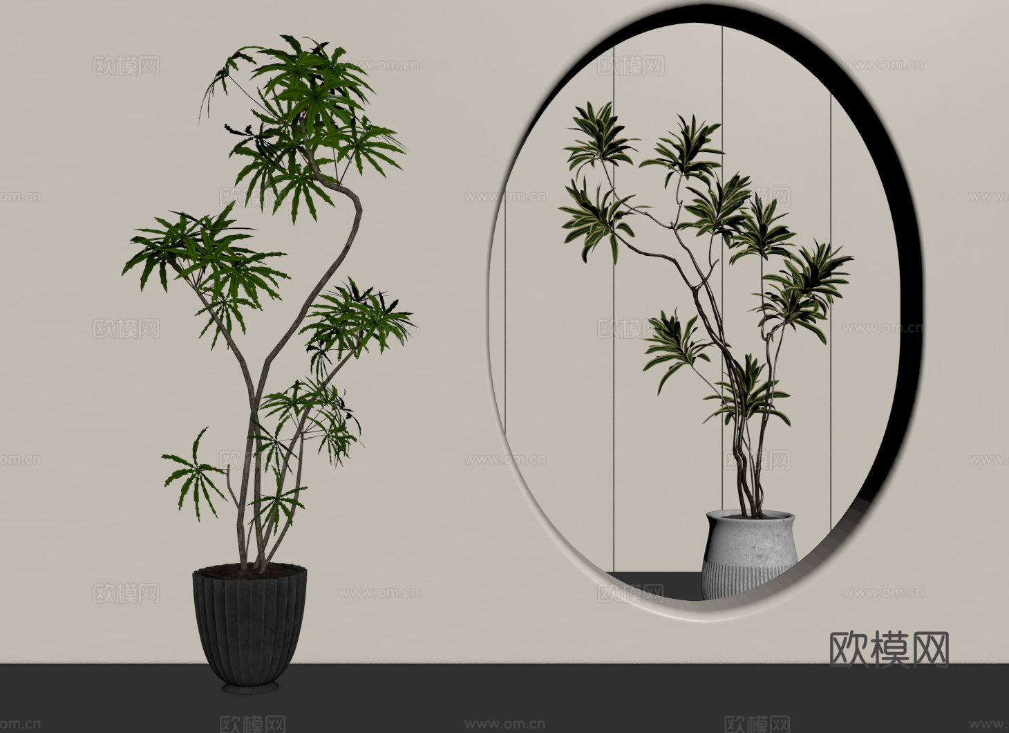 中古绿植 法式盆栽 孔雀木 百合竹su模型