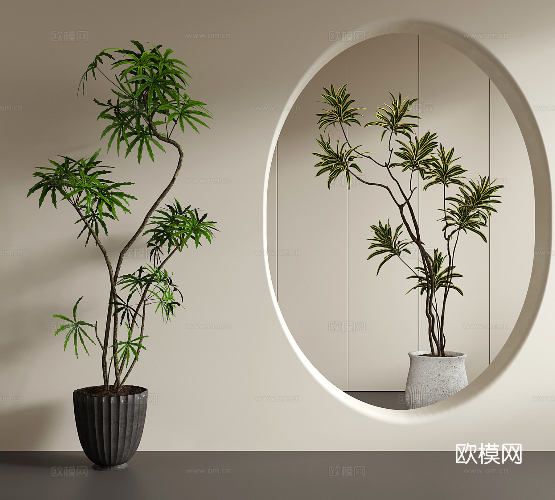 中古绿植 法式盆栽 孔雀木 百合竹su模型