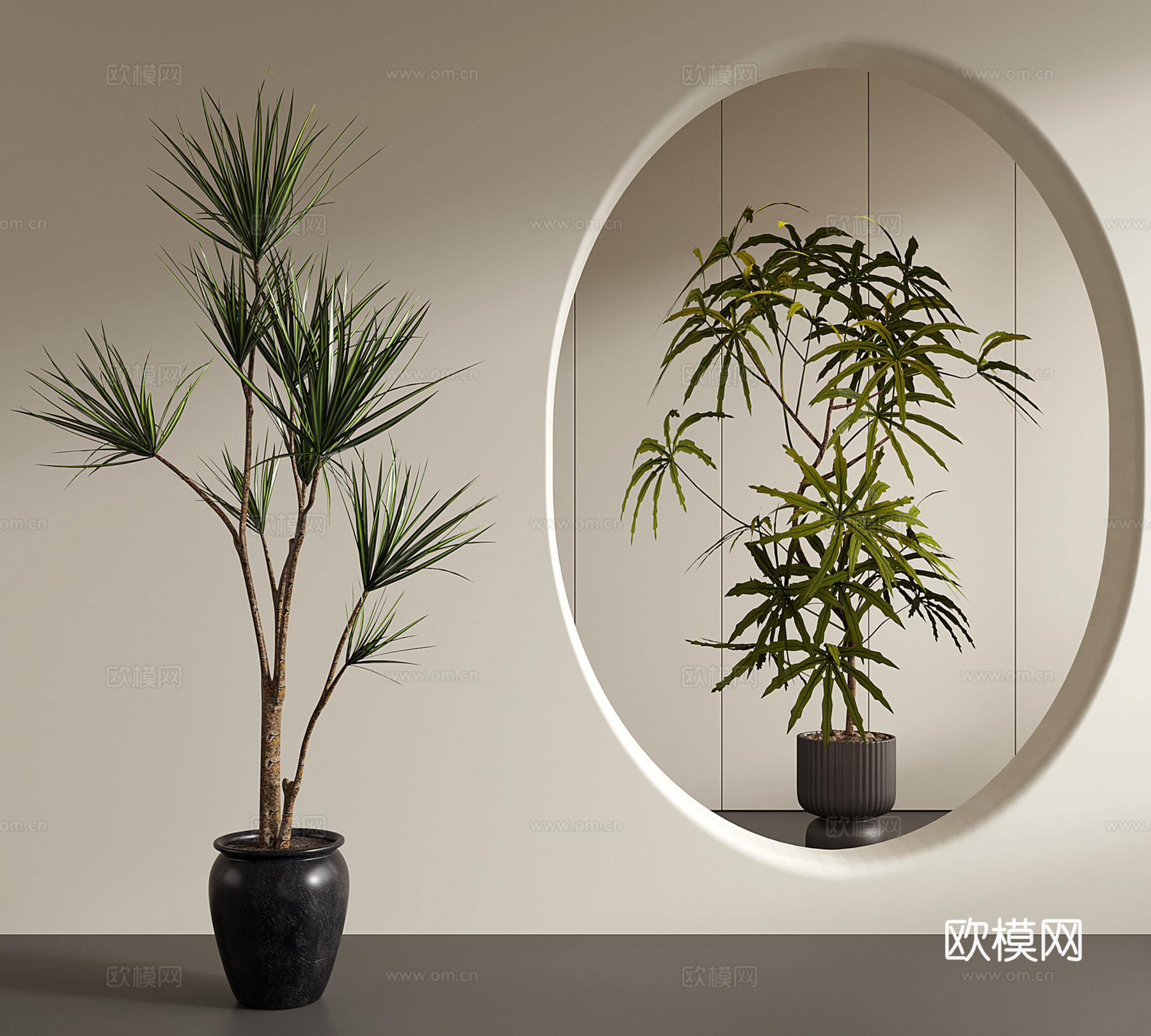 中古侘寂绿植 盆栽 千年木 孔雀木su模型