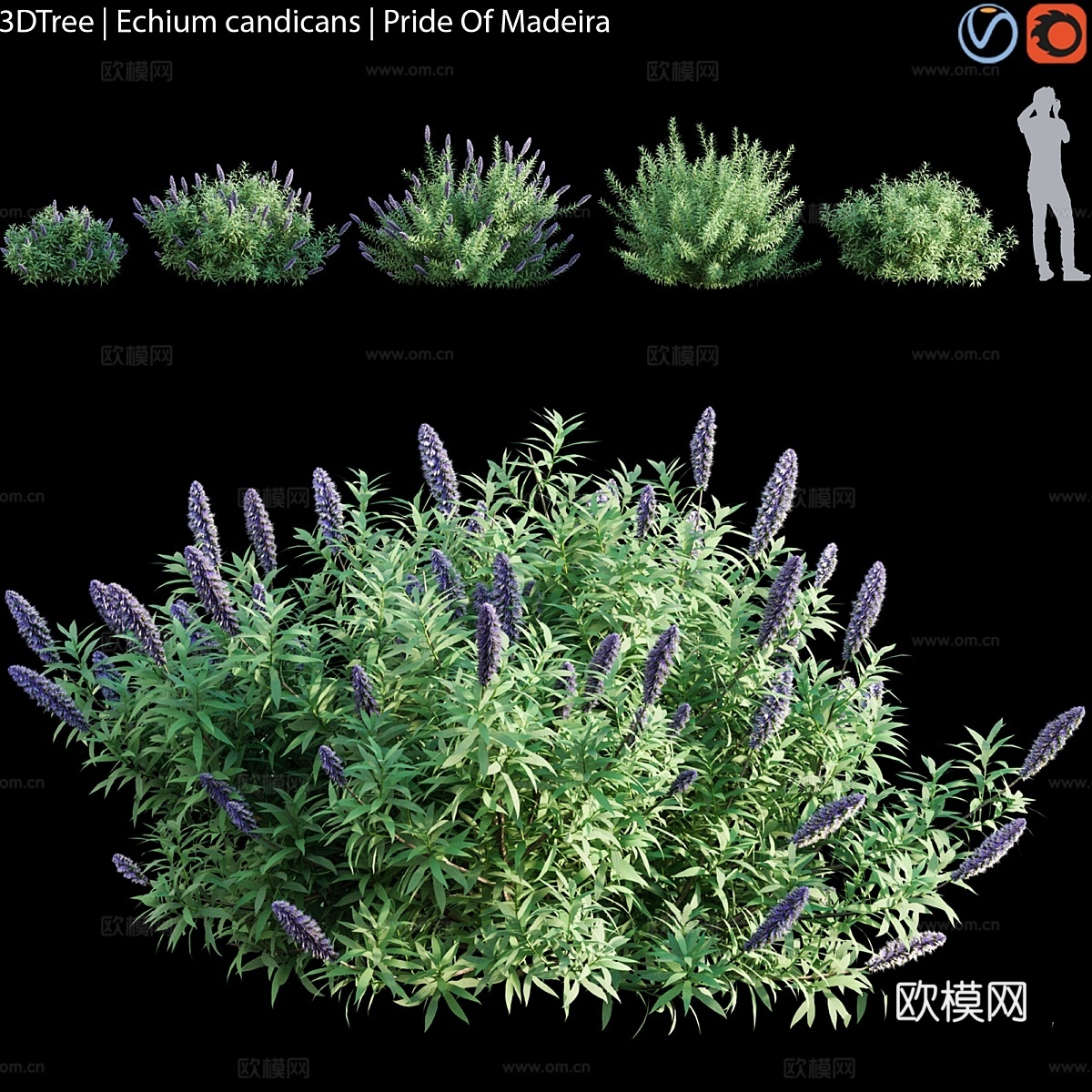 马德拉岛之骄傲紫花龙葵3d模型下载