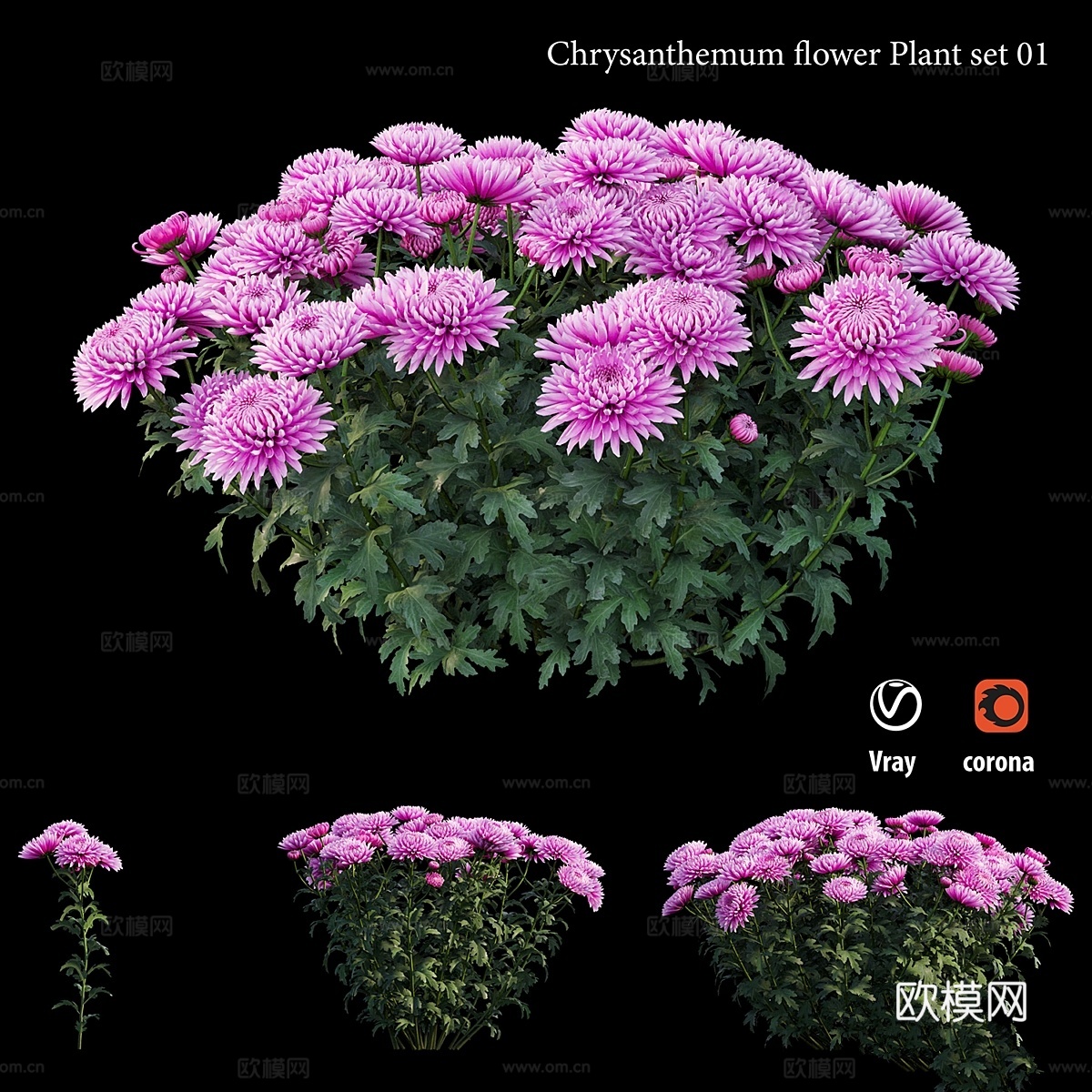 菊花盆栽套装013d模型下载