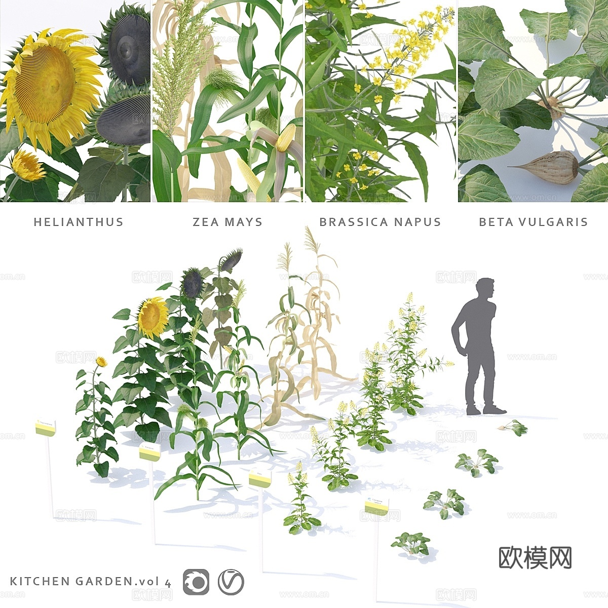 菜园·厨房菜园.vol 43d模型下载