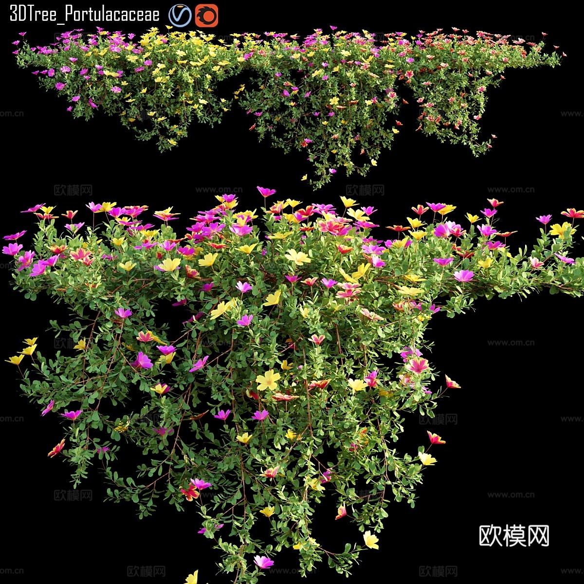 马齿苋科植物023d模型下载