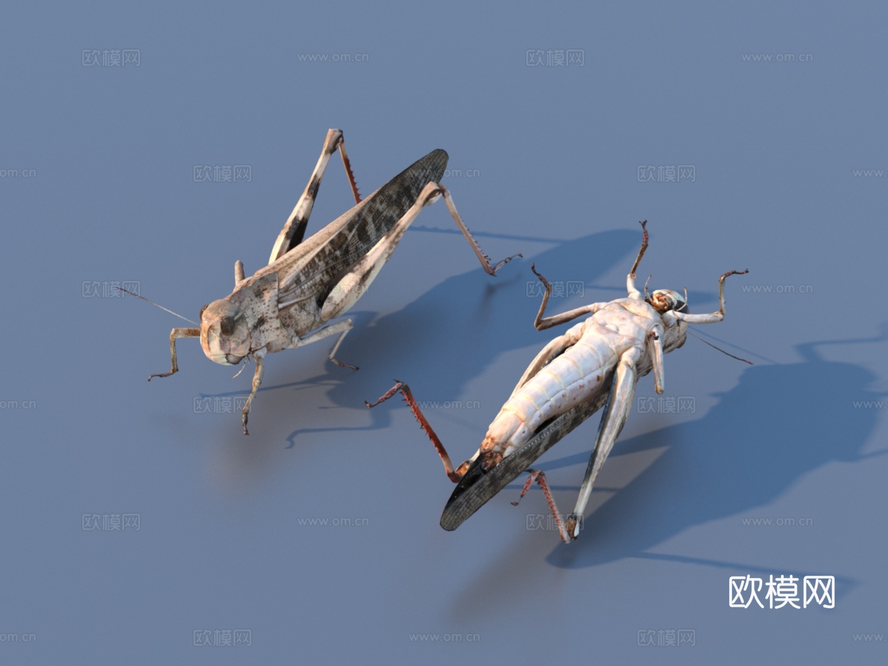 昆虫 动物 生物3d模型下载