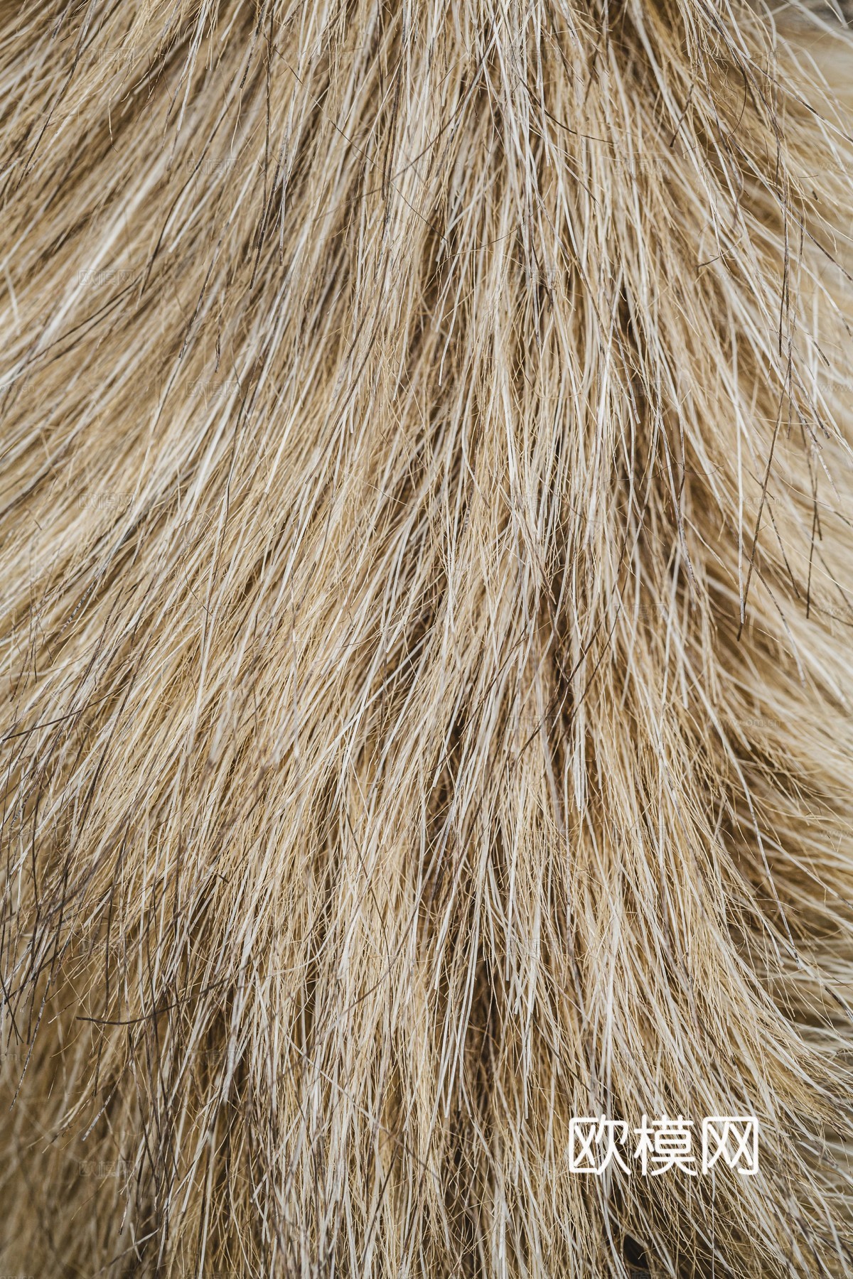 动物皮毛下载