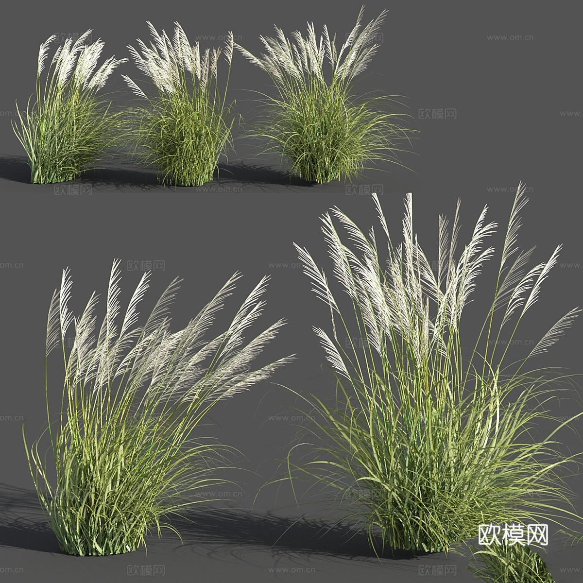 拉文纳毛蕊花3d模型下载