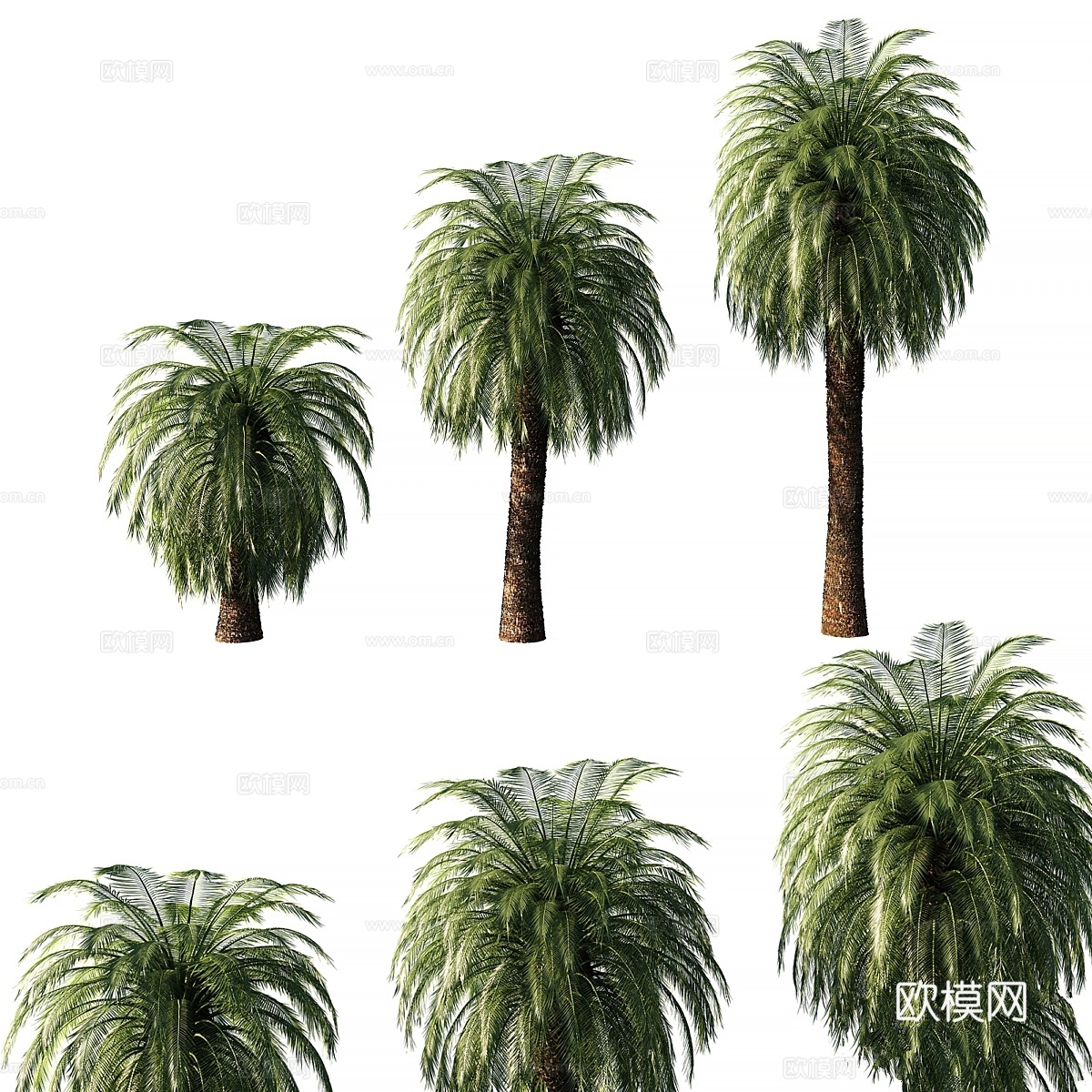 摩氏巨棕树3d模型