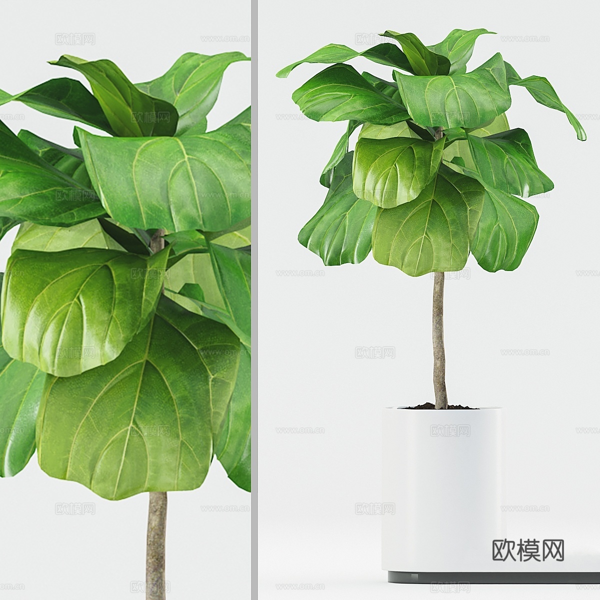 植物 1853d模型