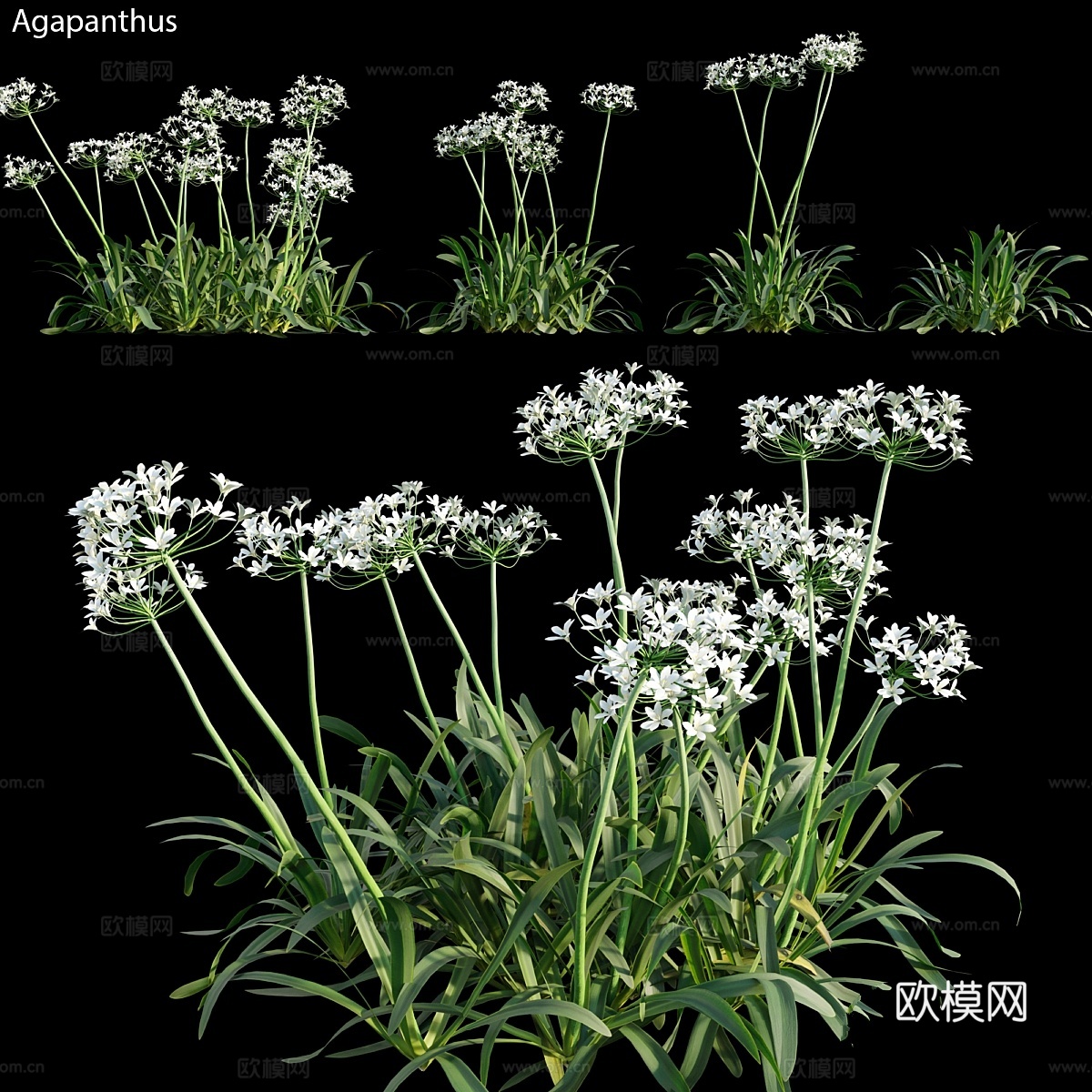 蓝雪花 023d模型下载