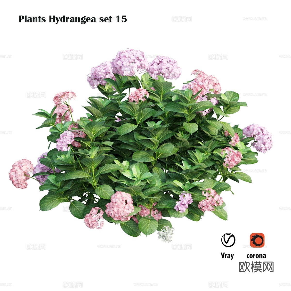 植物绣球花套装153d模型下载