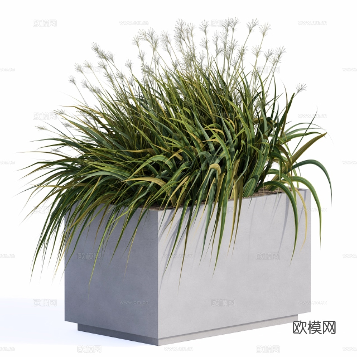 混凝土箱中的风草与植物3d模型下载