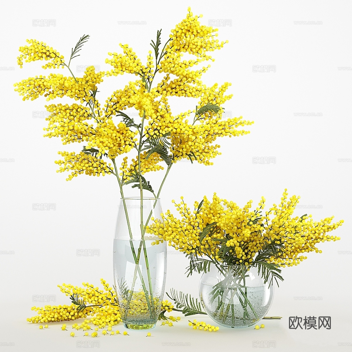 含羞草_33d模型下载