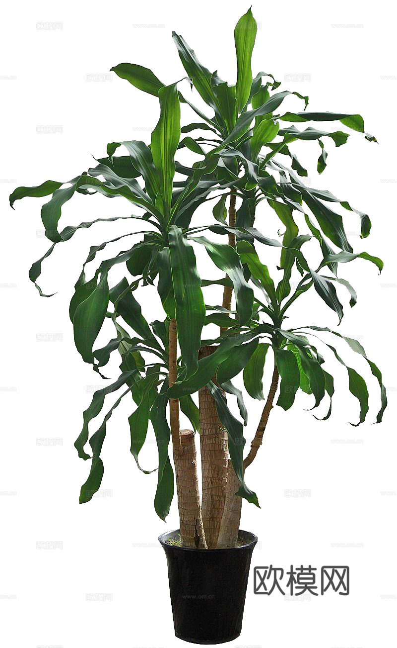 现代盆栽植物PNG免抠下载