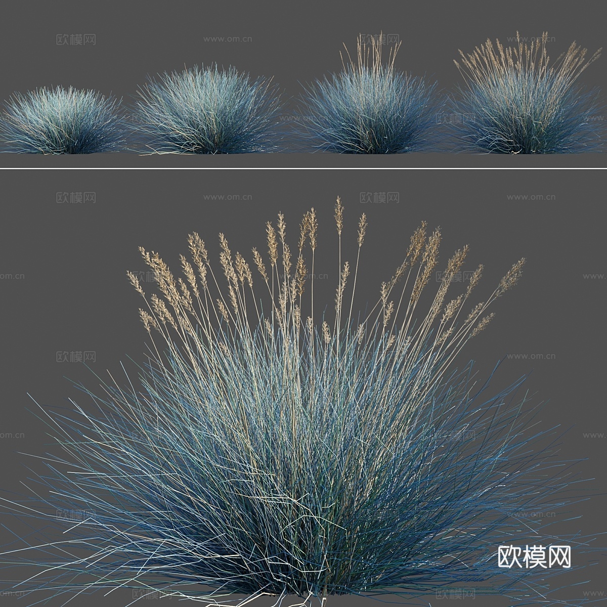 蓝羊茅    Festuca glauca3d模型下载