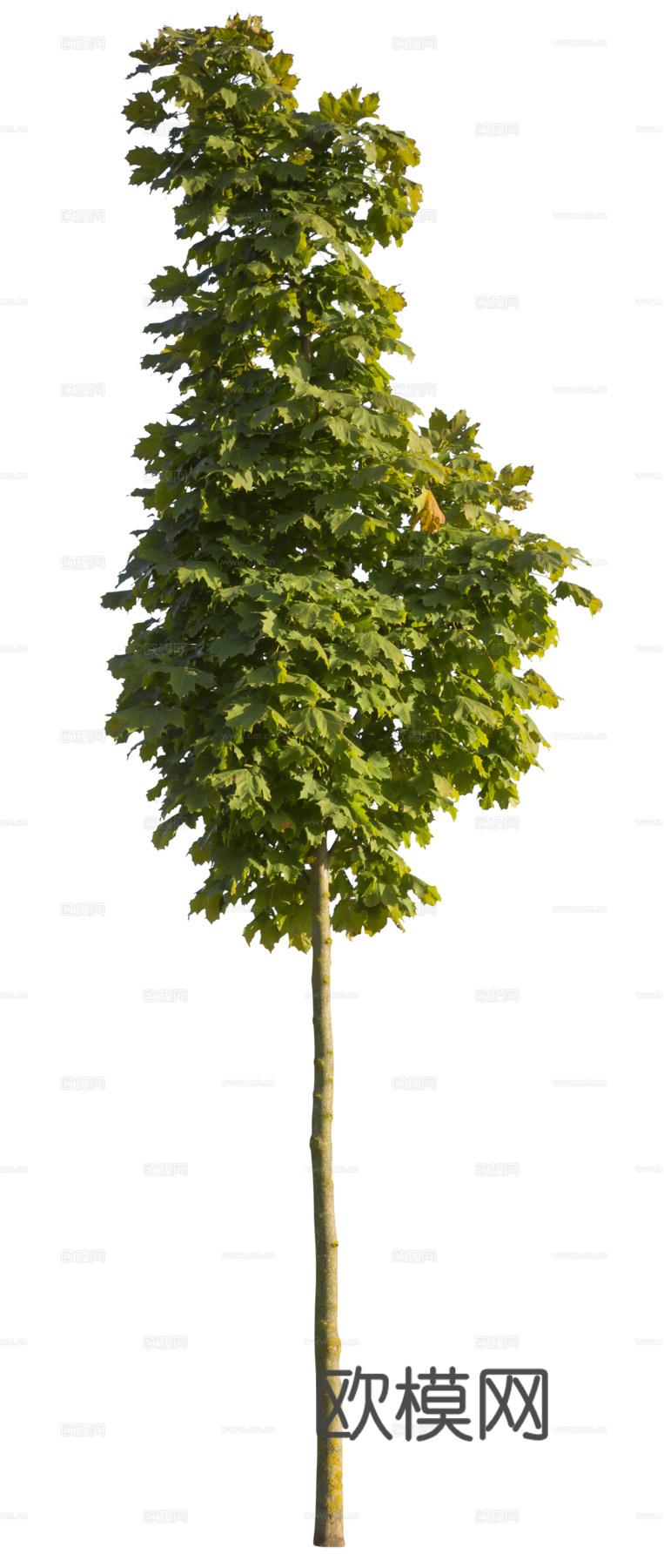 现代植物树PNG免抠下载