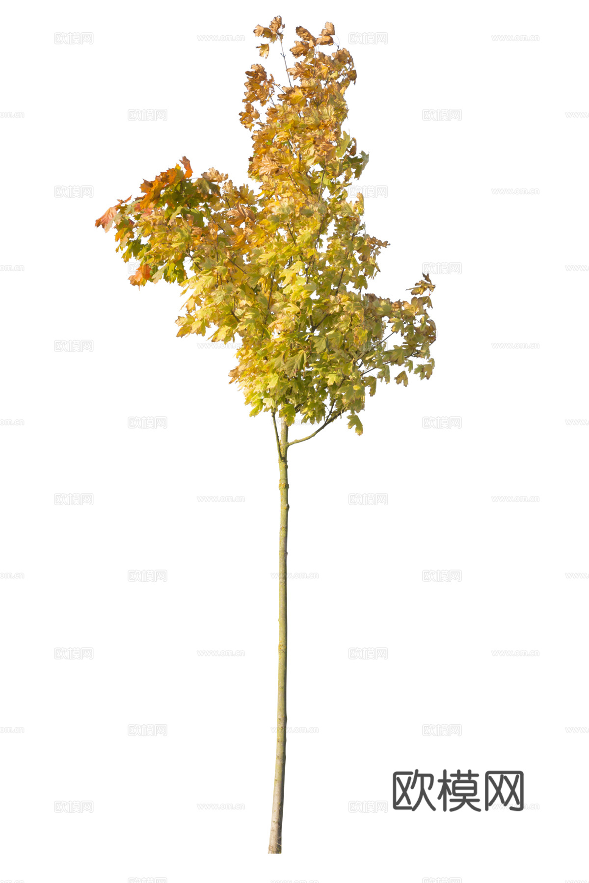 现代植物树PNG免抠下载