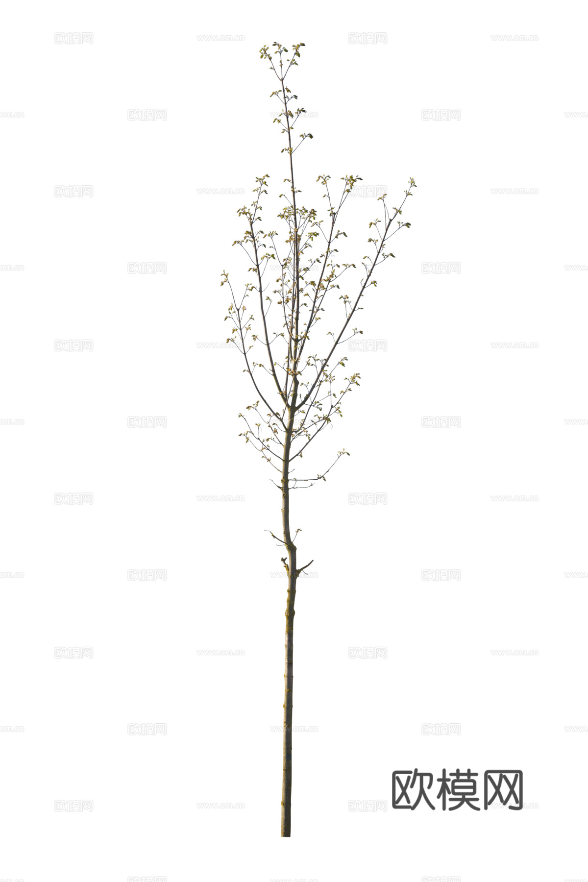 现代植物树PNG免抠下载