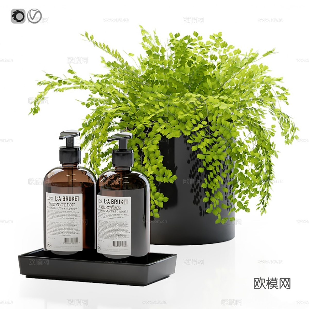 鹿角蕨，Adiantum tenerum，维纳斯发蕨3d模型下载