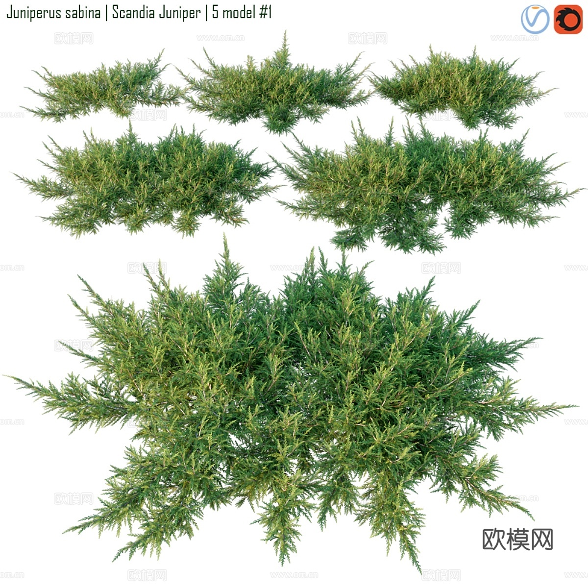 刺柏 斯堪迪亚柏3d模型下载