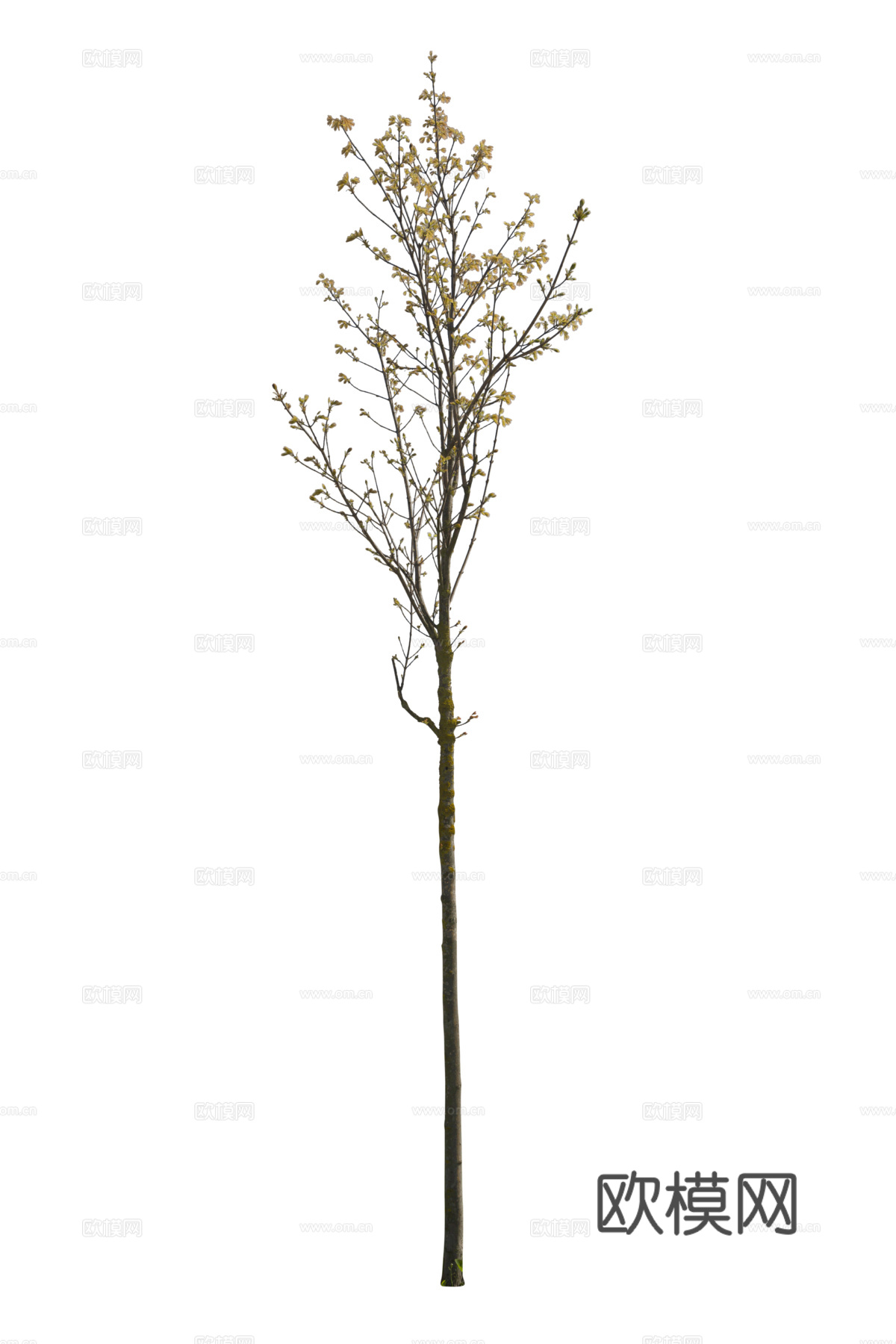 现代植物树PNG免抠下载