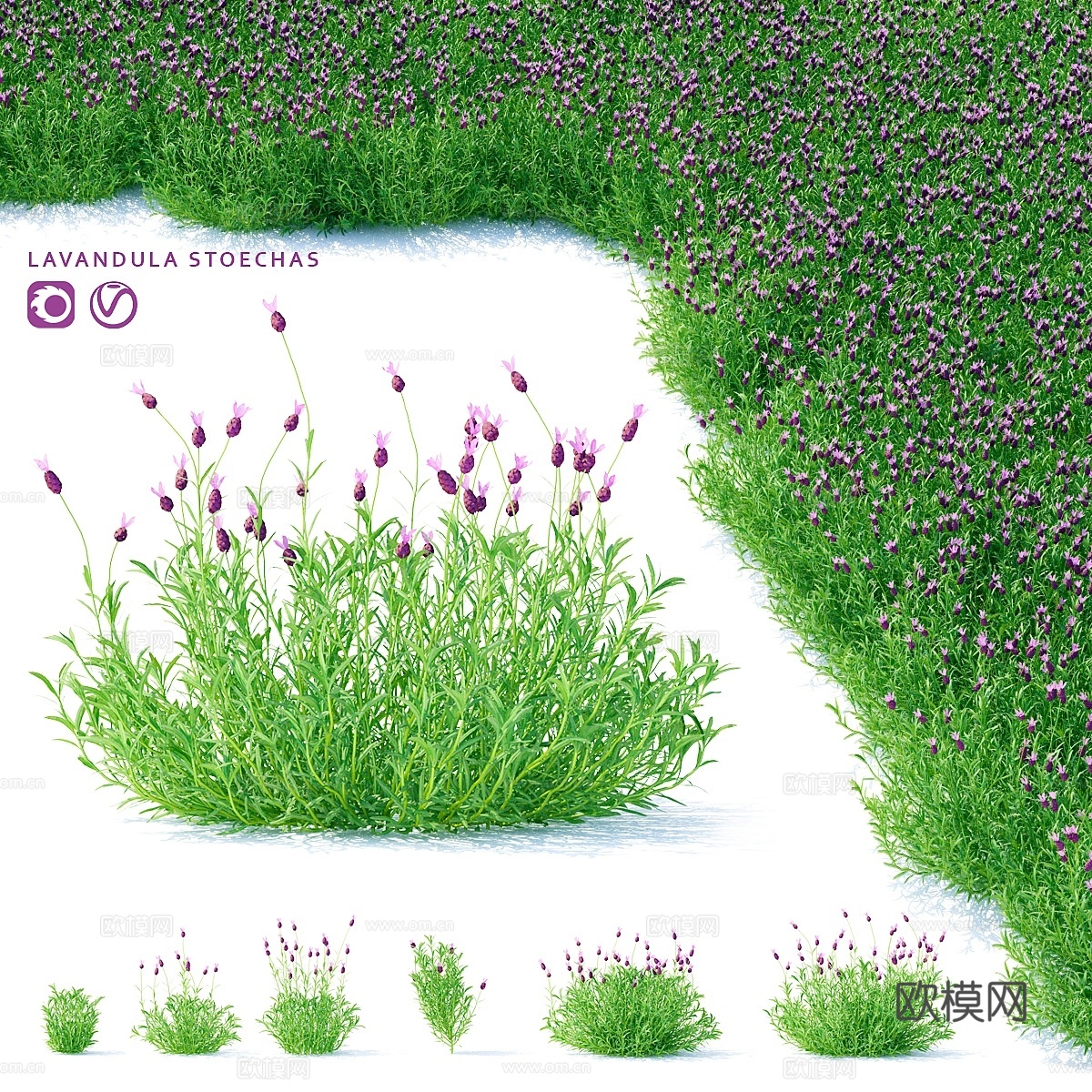 西班牙薰衣草花 Lavandula stoechas3d模型下载