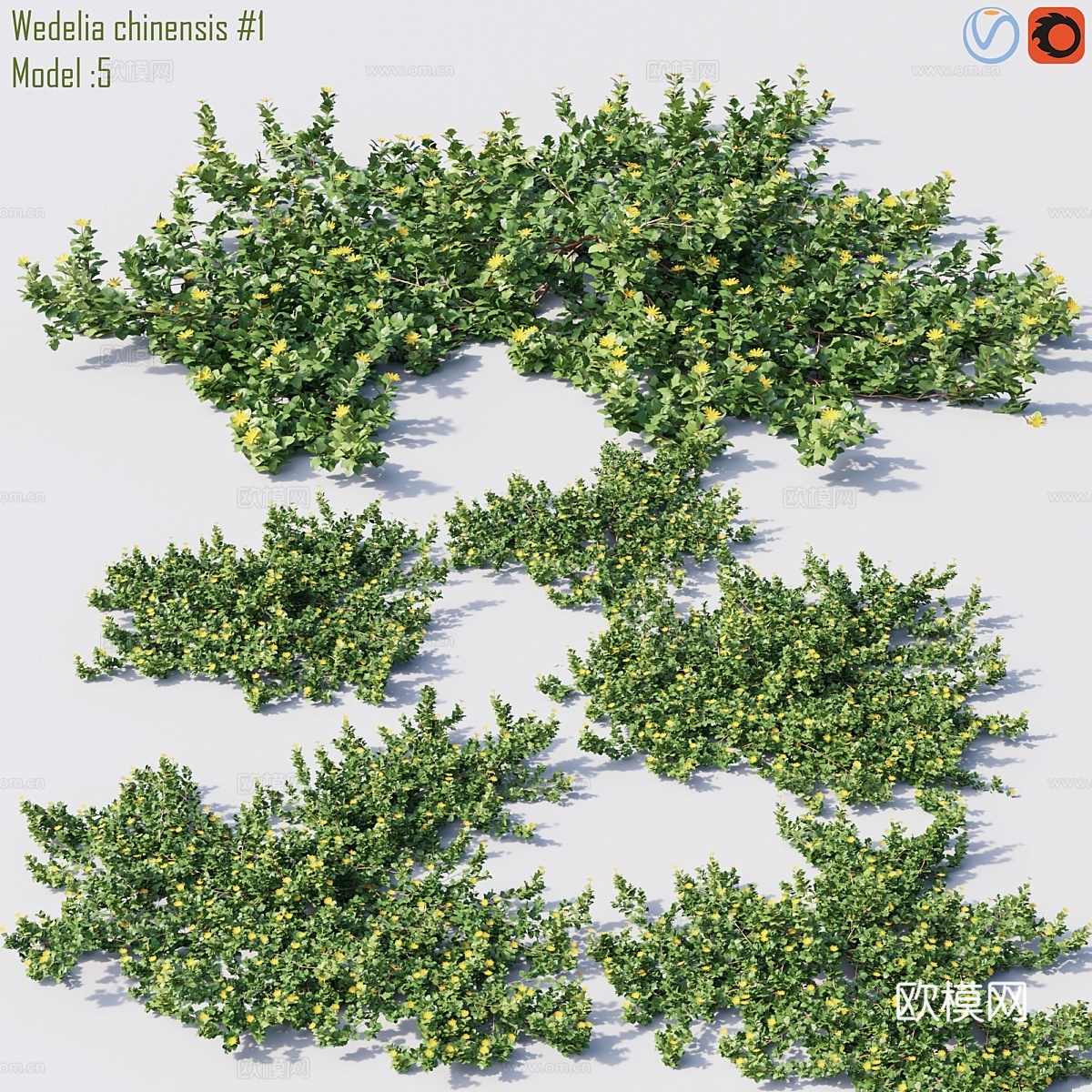 中国桉树 #13d模型下载