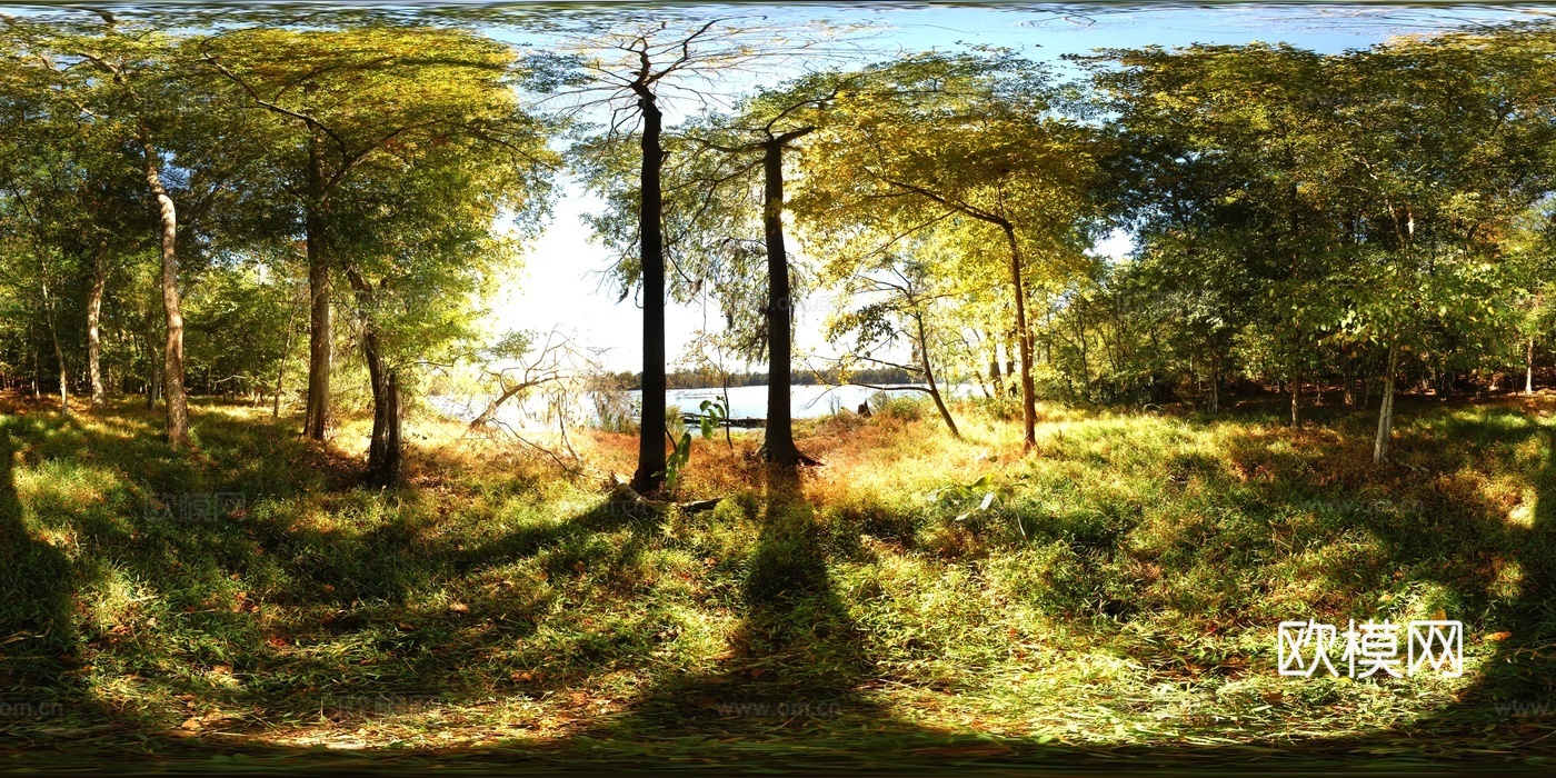 大自然 森林 晴天HDR