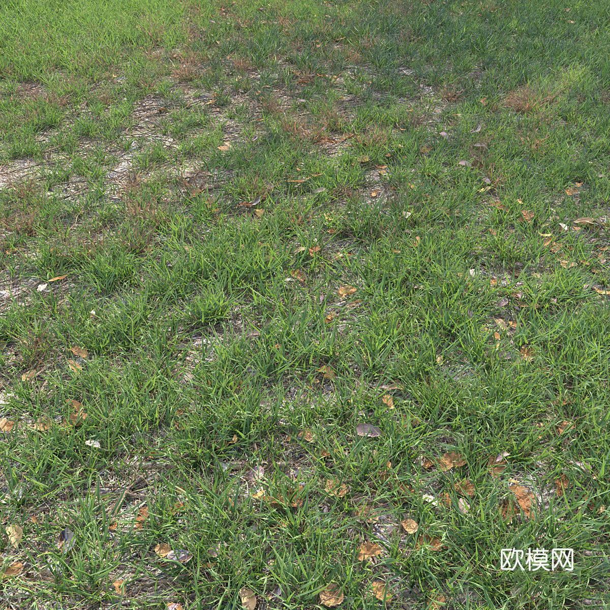 草地 草坪 草原3d模型下载（渲染图3）