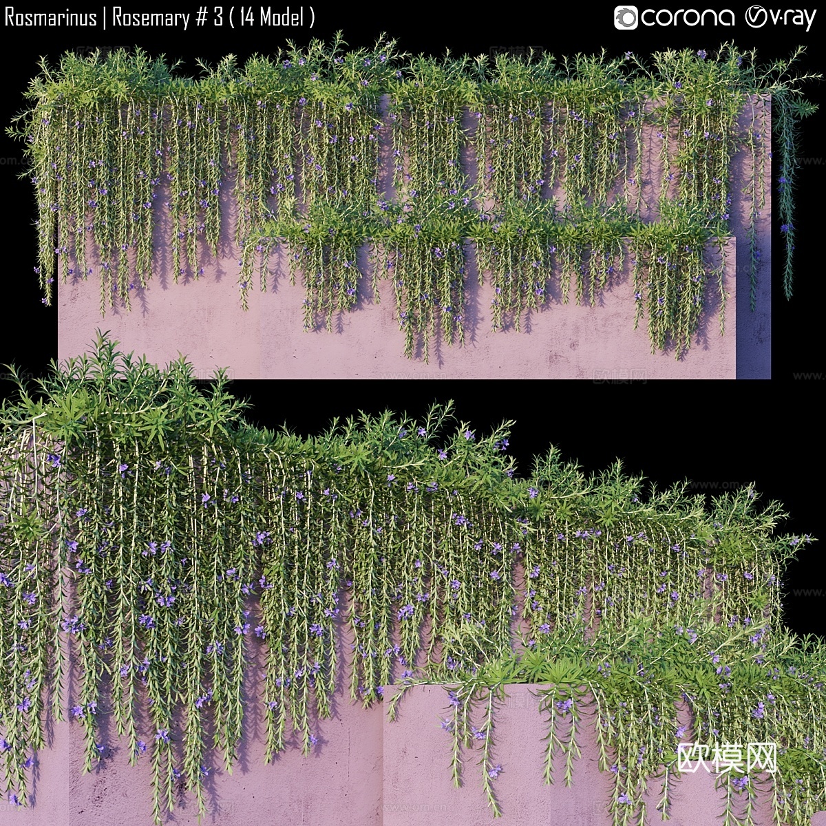 迷迭香 迷迭香 #3（14款）3d模型下载