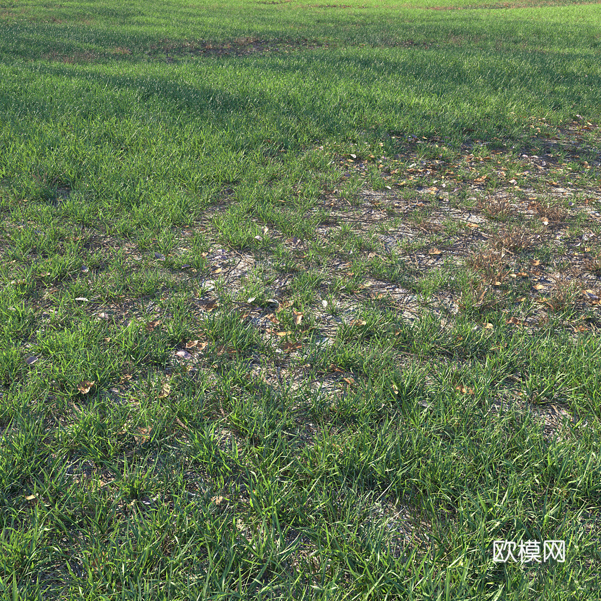 草地 草坪 草原3d模型下载（渲染图2）