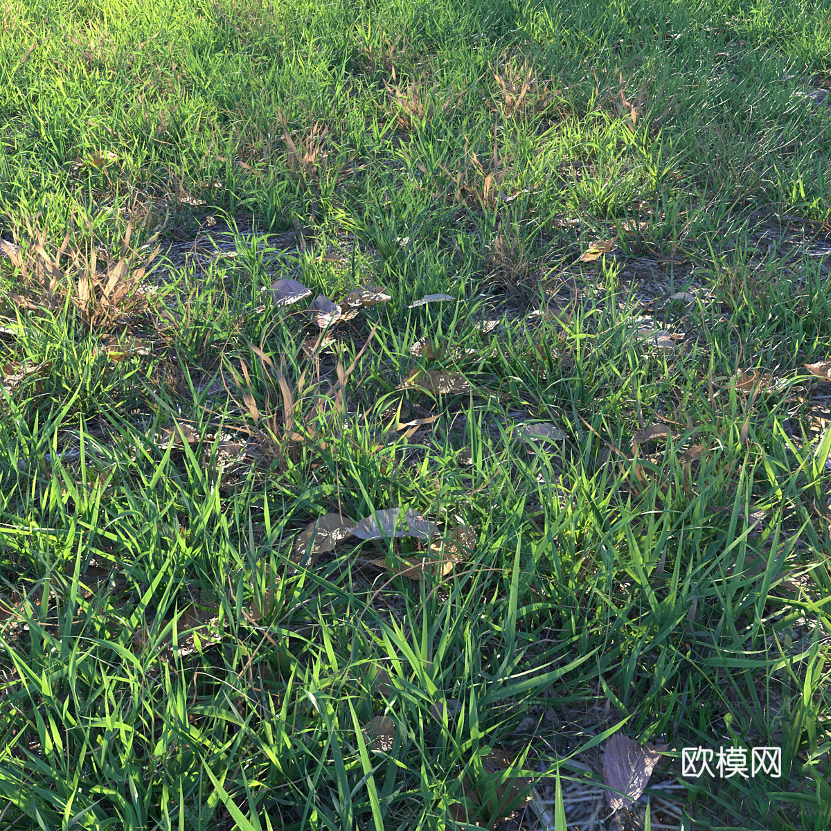 草地 草坪 草原3d模型下载（渲染图5）