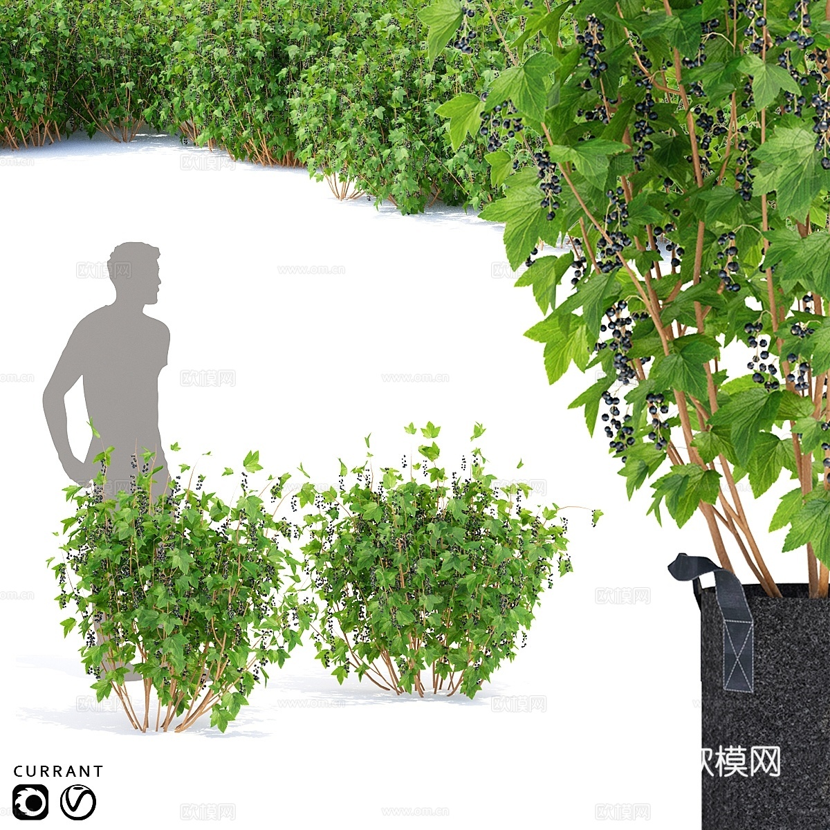 醋栗灌木醋栗3d模型下载