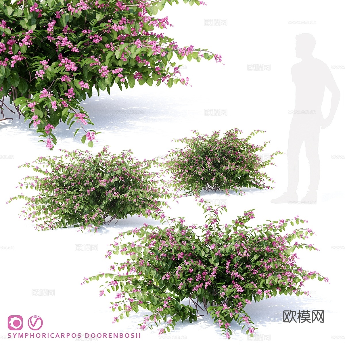 雪莓杜伦波斯灌木 Symphoricarpos dooren3d模型