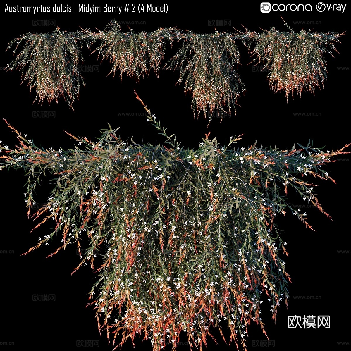 甜桃木 中型浆果 #2（4款）3d模型下载