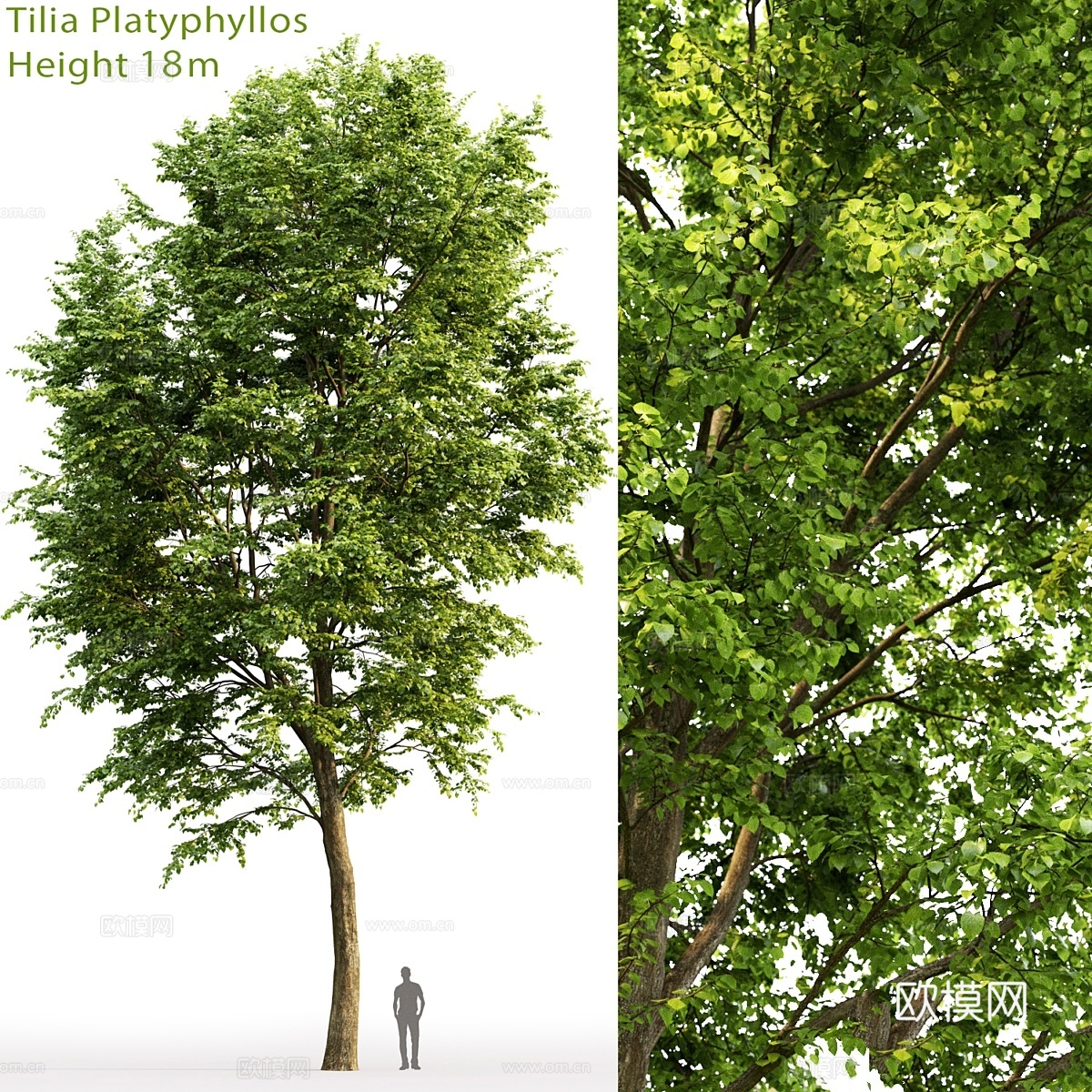 阔叶椴树3d模型下载