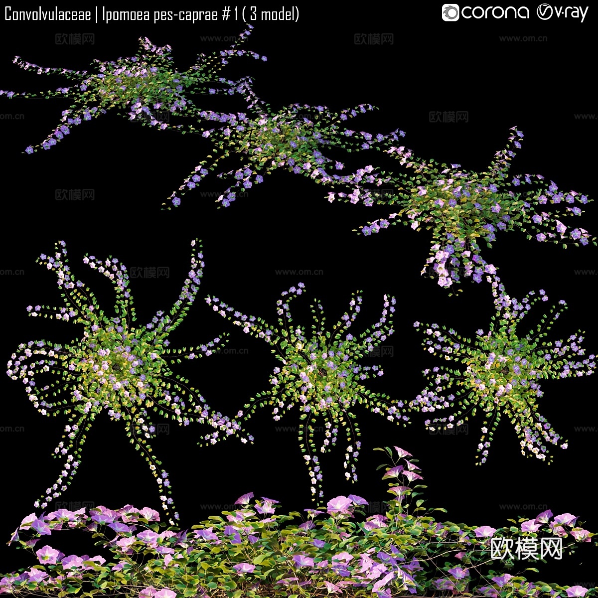 旋花科牵牛花 # 1 (3款)3d模型下载