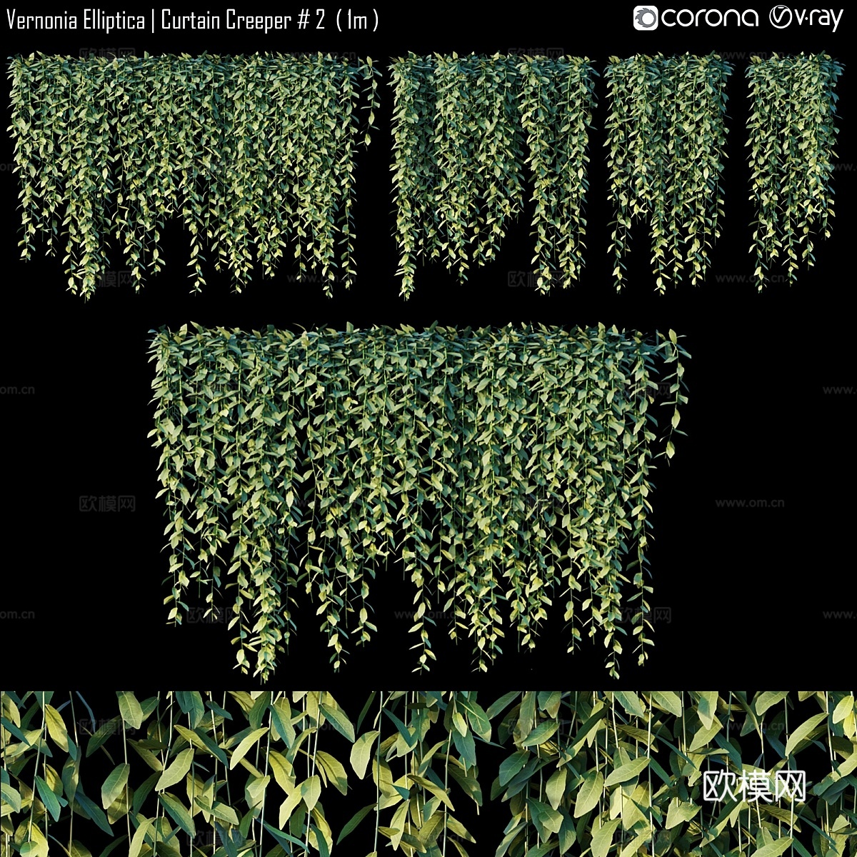 椭圆叶马鞭草 垂帘藤 #2 (1米)3d模型下载