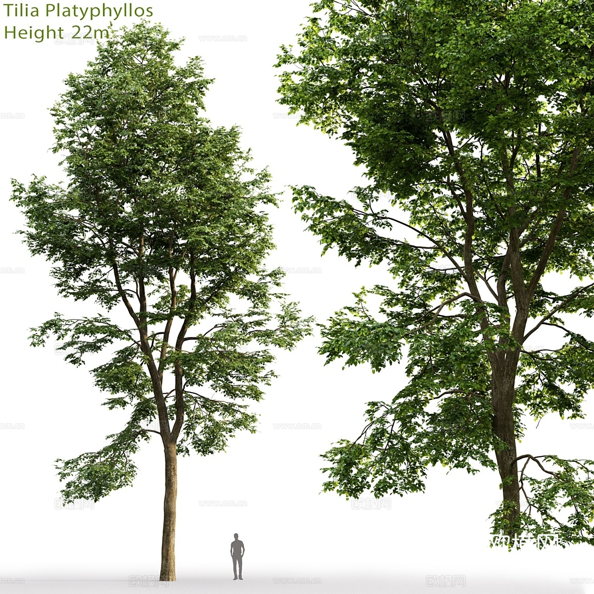 阔叶椴树3d模型下载