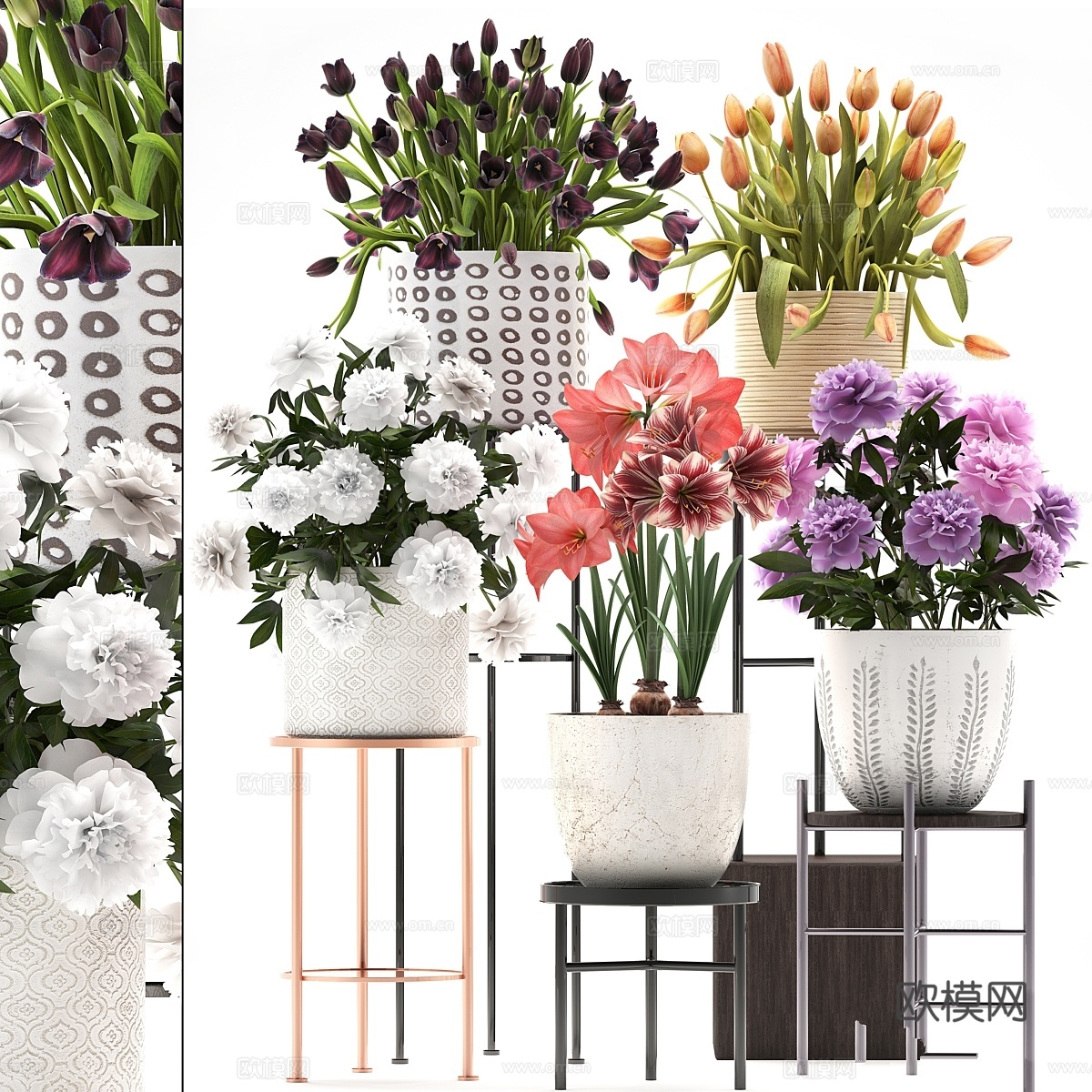 335植物收藏。花架，牡丹，郁金香，大花葱3d模型下载