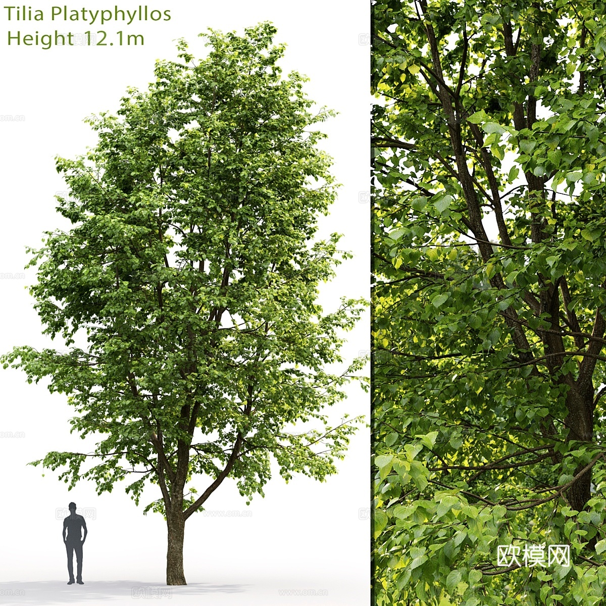 阔叶椴树3d模型下载