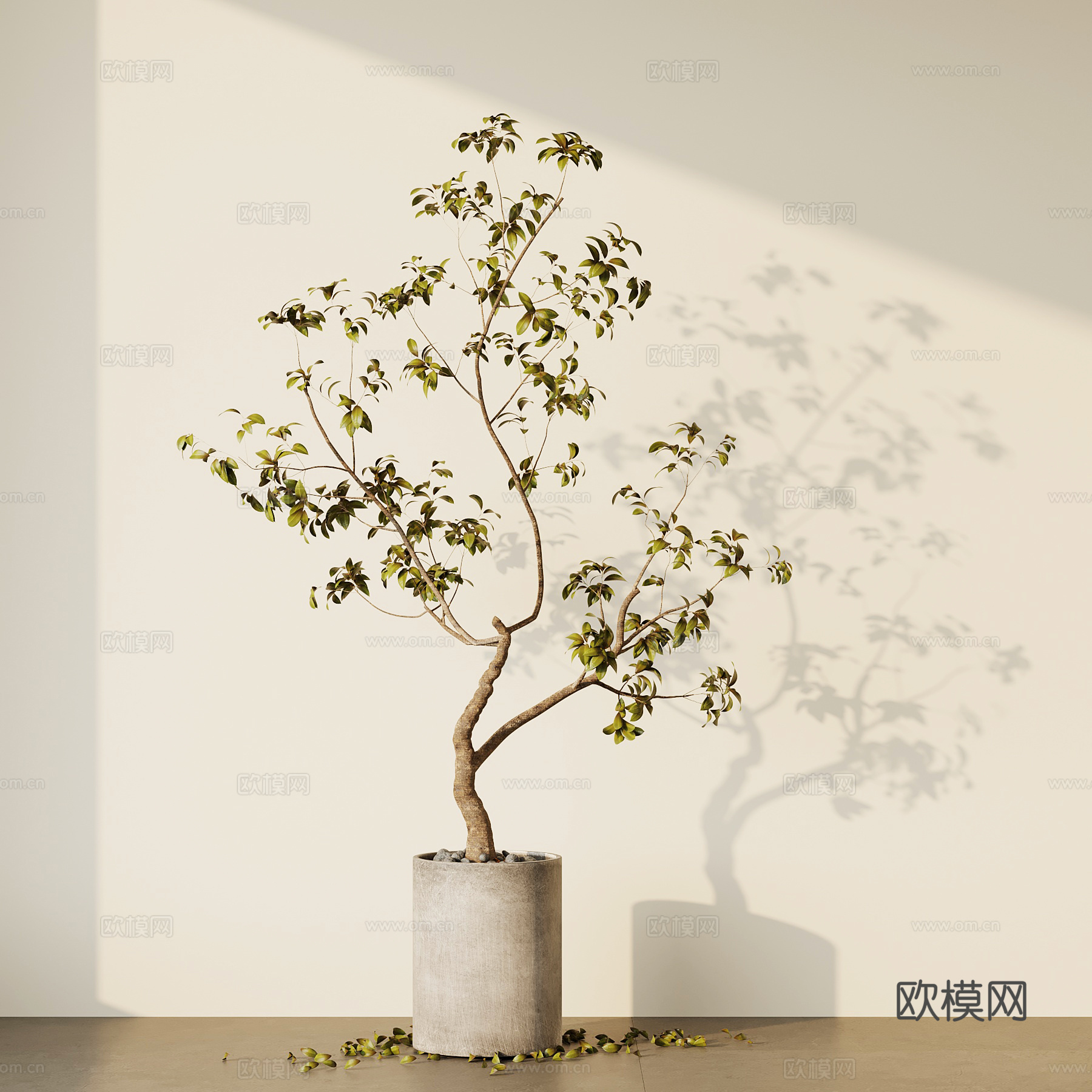 现代盆栽 落地盆栽 庭院盆栽su模型