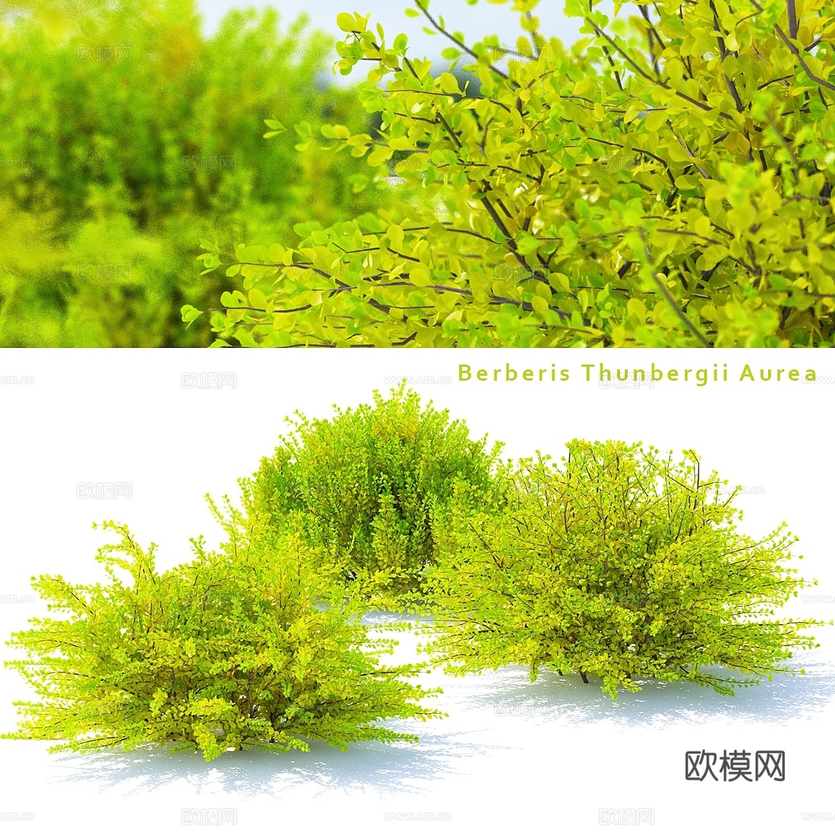 黄刺柏灌木 刺柏3d模型下载