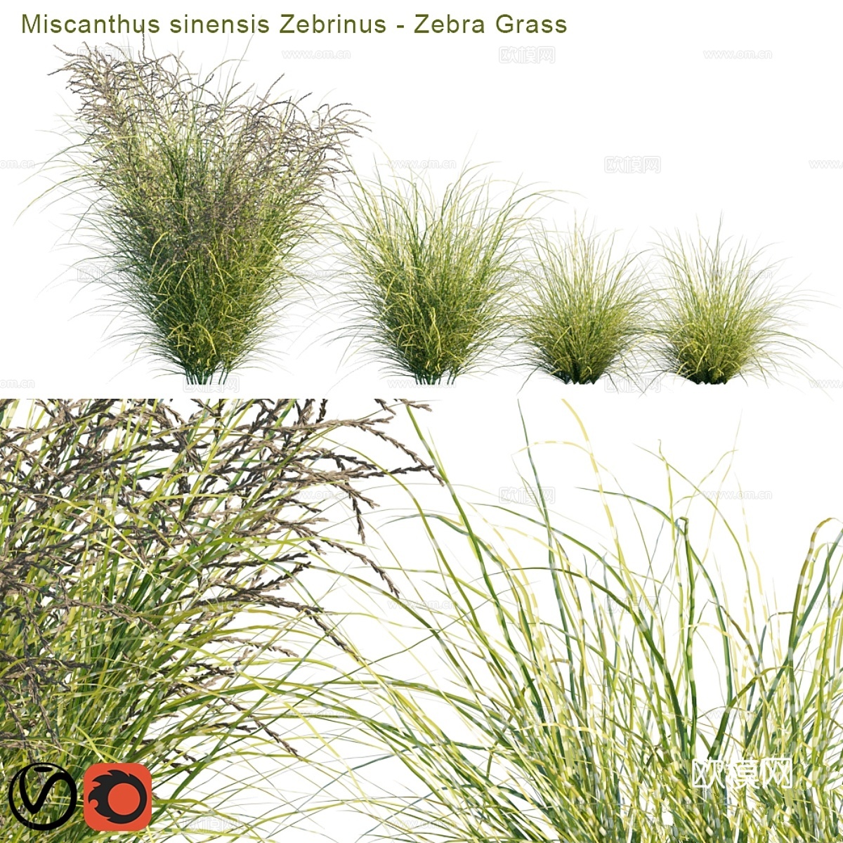 斑纹芒草 Zebrinus 斑马草3d模型下载