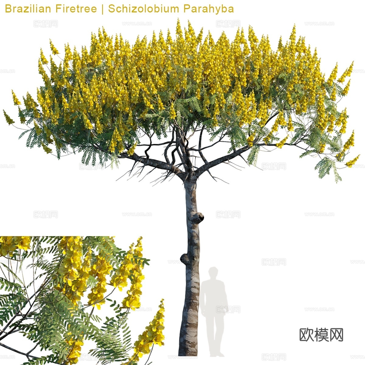 巴西火树   巴拉伊巴裂叶树 # 23d模型下载